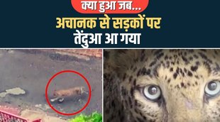 рддреЗрдВрджреБрдЖ,leopard spotted in nashik,leopard,nashik,nashik leopard news,nashik leopard,nashik leopard attack,nashik leopard seen,nashik leopard video,nashik leopard rescue,leopard rescue in nashik,leopard enters nashik area,leopard spotted in nashik road,nashik road | leopard,nashik leopard found,leopard in nashik,nashik leopard news today