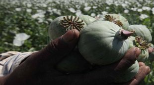 Opium production, Bajaj