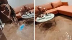 ज्योतिरादित्य सिंधिया के भोपाल स्थित बंगले में घुसा पानी, कांग्रेस नेता बोले – चारों ओर बह रही है विकास की गंगा