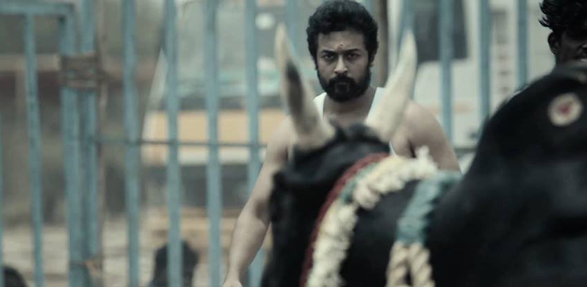 सूर्या&nbsp;रियल लाइफ में सांड को मथने की कला सीखी ताकि वह पर्दे पर इसका इम्पैक्ट दिखा सकें।