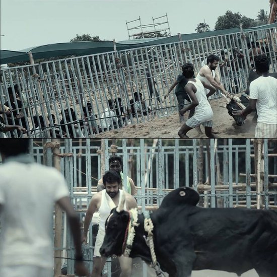 सोशल मीडिया में कई तस्वीरें हैं जिनमें वह सांड&nbsp;के साथ मुकाबला करते दिख रहे हैं।