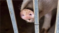 African Swine Fever: बरेली में पिग मार्केट बंद, सुअर के मांस बेचने पर लगा प्रतिबंध; केरल में सामने आए हैं मामले
