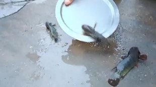 Telangana, Fish Rain, Animal Rain