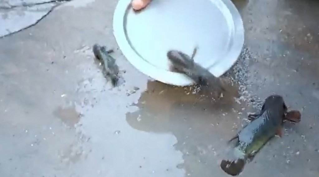 Telangana, Fish Rain, Animal Rain