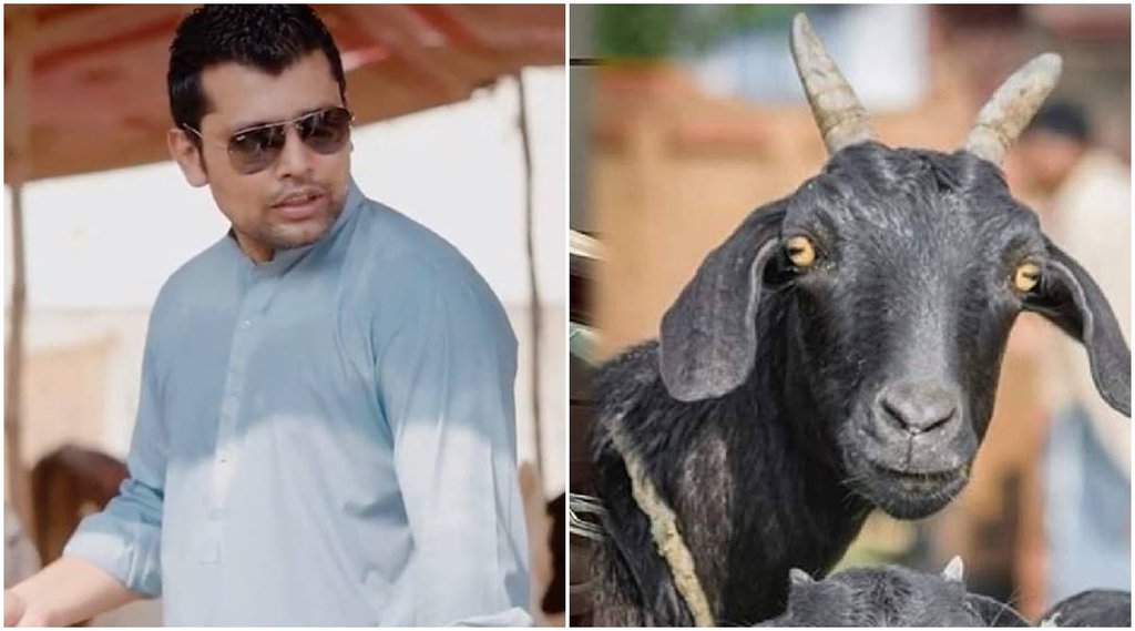 Kamran Akmal sacrificial goat Bakrid Pakistan wicketkeeper goat for sacrifice