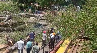 Chandigarh Accident, Heavy Tree fall on, One Student Dead