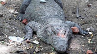Madhya Pradesh, crocodile, Villagers Caught crocodile