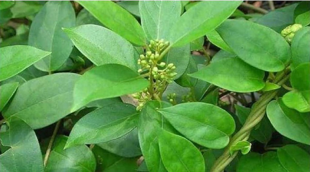 gurmar, gymnema sylvestre, Gurmar For Diabetes in hindi, gurmar for diabetes,