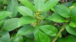 मधुमेह मरीजों के लिए रामबाण साबित हो सकती हैं ये पत्तियां, तेजी से घट सकता है ब्लड शुगर का स्तर!