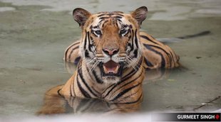 tigers featured