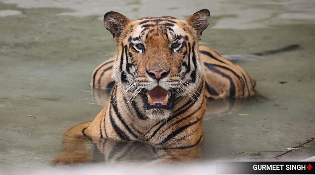 tigers featured