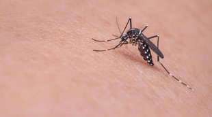 mosquito diet| ICMR