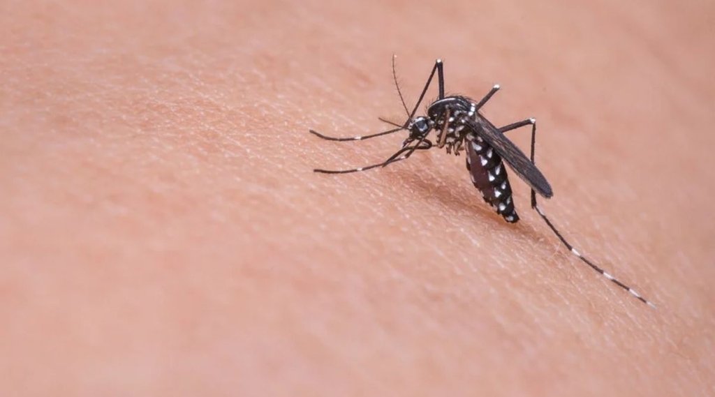 mosquito diet| ICMR