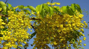 amaltas, Amaltas for diabetes, blood sugar level