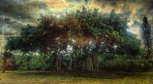 National tree, Banyan tree