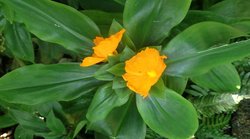 Diabetes: शुगर के मरीजों के लिए रामबाण साबित हो सकती है इस एक पौधे की पत्ती, नेचुरल इंसुलिन का करती है काम