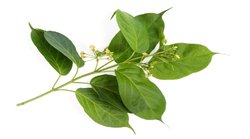 Diabetes Diet: डायबिटीज को कंट्रोल करना चाहते हैं तो इस एक आयुर्वेदिक जड़ी बूटी की पत्तियों का करें सेवन, जानिए कैसे