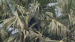 Mau Video-