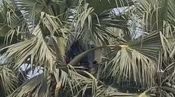 यूपी: एक महीने से ताड़ के पेड़ पर रह रहा है पति, पुलिस के आने पर भी नहीं उतरा नीचे, जानें पूरा मामला