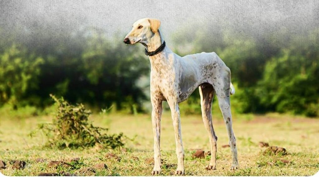 Mudhol Hounds | PM Modi | SPG