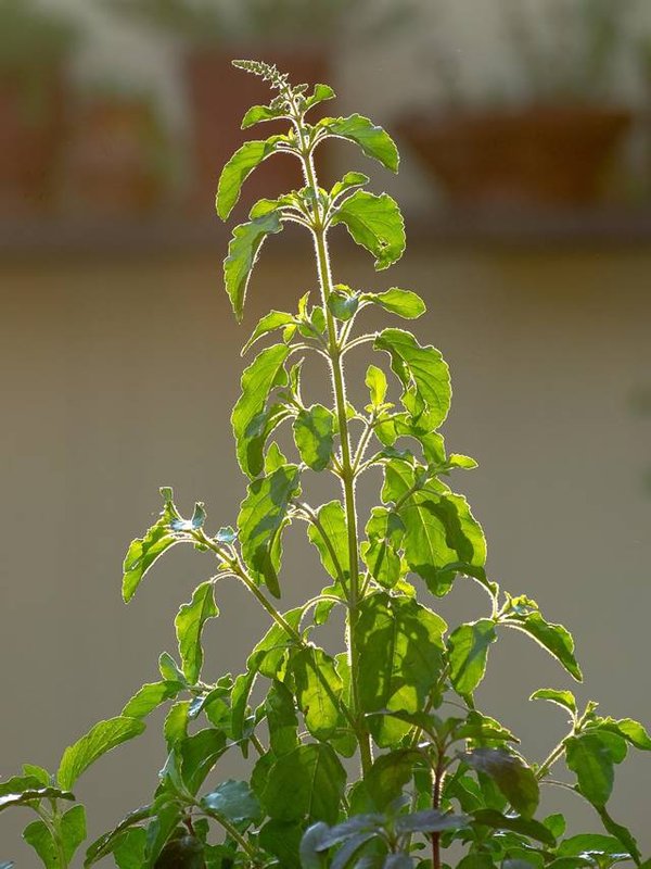 Tulsi