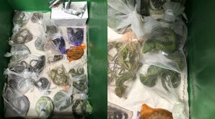 US Smuggling | US man hide snakes in trousers | अमेरिकी तस्कर ने अपनी पैंट में छिपा रखे 60 जिंदा सांप