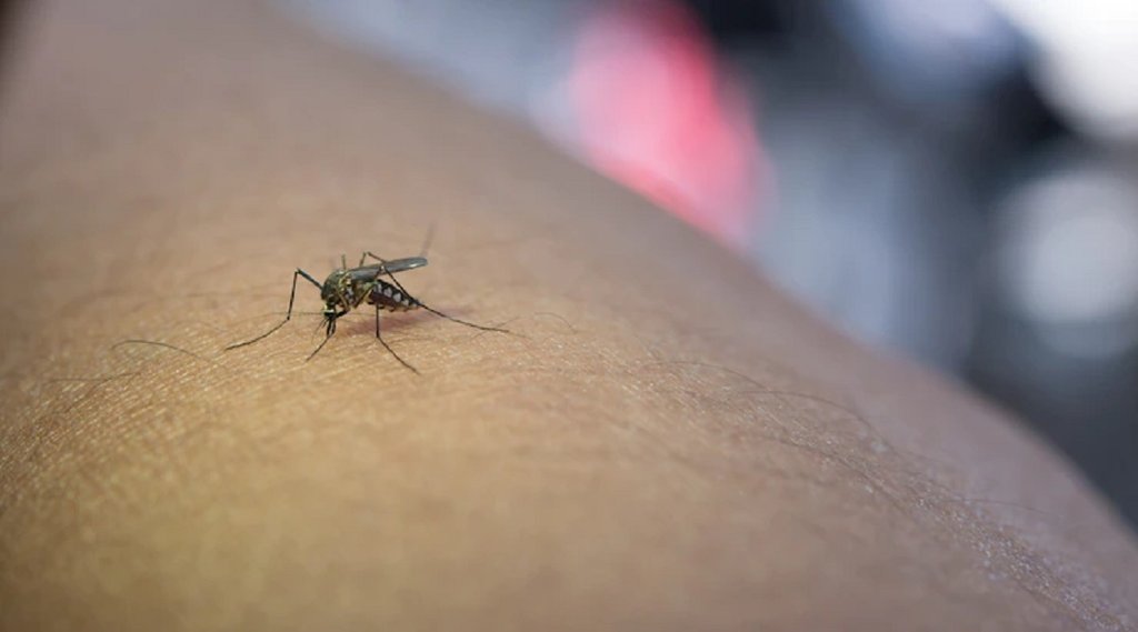 Dengue cause and symptoms,Diet Chart For Dengue Patients,Dengue fiver cause