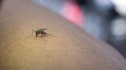 Dengue Fever: बरसात में तेजी से बढ़ रहे हैं डेंगू फीवर के मामले, जानिए जल्दी रिकवर होने के लिए किन उपायों को अपनाएं