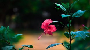 hibiscus flower,hibiscus flower for diabetes control, lower blood sugar tips