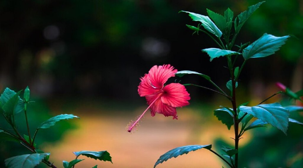 hibiscus flower,hibiscus flower for diabetes control, lower blood sugar tips