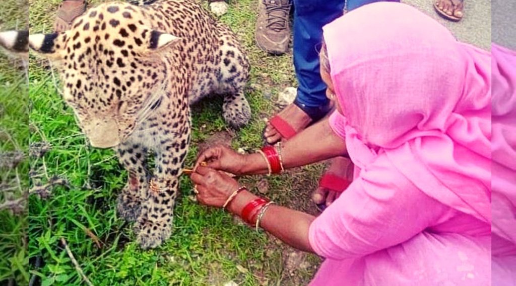 leopard Rajasthan, Rakshabandhan