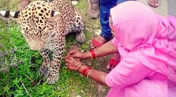 राजस्थानः जख्मी तेंदुए को महिला ने बांधी राखी, तस्वीर देख लोग हुए बाग-बाग