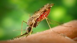 Malaria in Pregnancy: बुखार, सिर दर्द के साथ ठंड लगना हो सकते हैं मलेरिया के लक्षण, गर्भवती महिलाएं रहें सतर्क!