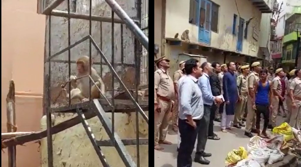 मथुरा के DM का चश्मा लेकर भाग गया बंदर (Photo Source- Screengrab/ @susantananda3) मथुरा के DM का चश्मा लेकर भाग गया बंदर (Photo Source- Screengrab/ @susantananda3)
