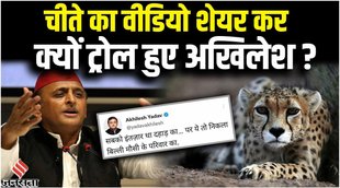 akhilesh yadav,akhilesh yadav on cheetah,cheetah in india,akhilesh yadav tweet,akhilesh tweet on cheetah,akhilesh yadav vs keshav prasad maurya,politics on cheetah