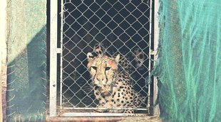 Cheeta, Madhya Pradesh,PM Modi Birthday