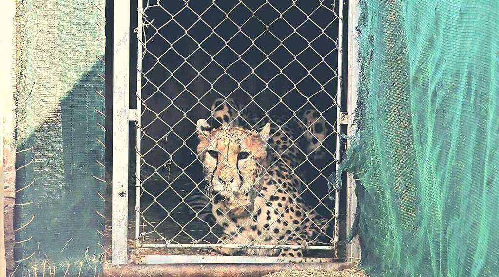Cheeta, Madhya Pradesh,PM Modi Birthday