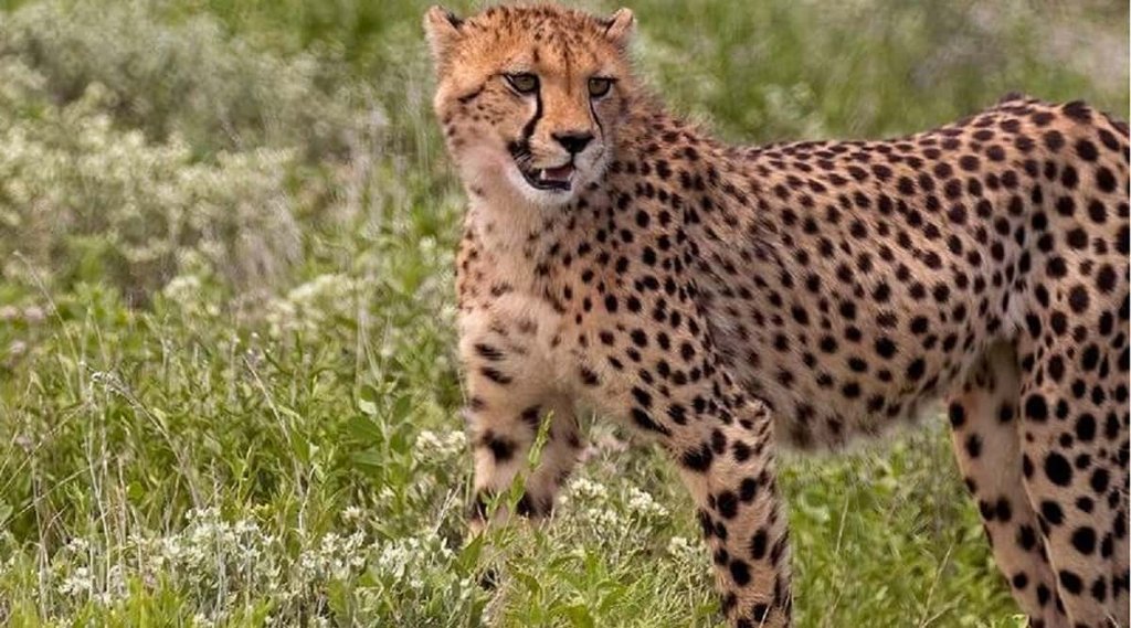 Cheetah