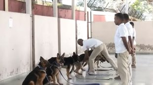 German Shepherd dogs, Haryana, Protect 8 cheetahs, Kuno Park, ITBP jawans, Panchkula, Bhanu