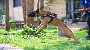 world rabies day 2022, world rabies day, rabies day 2022