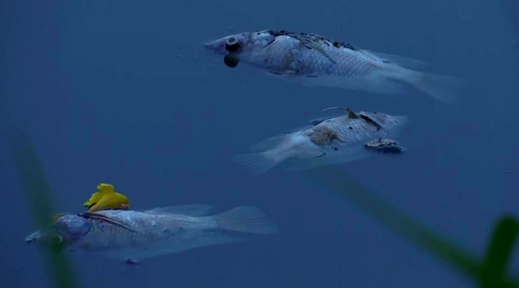 Fish dead, karnataka