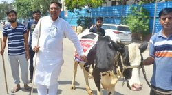 राजस्थान: गाय लेकर विधानसभा घुस रहे थे बीजेपी विधायक, भाग गई तो पत्रकारों पर फोड़ा ठीकरा