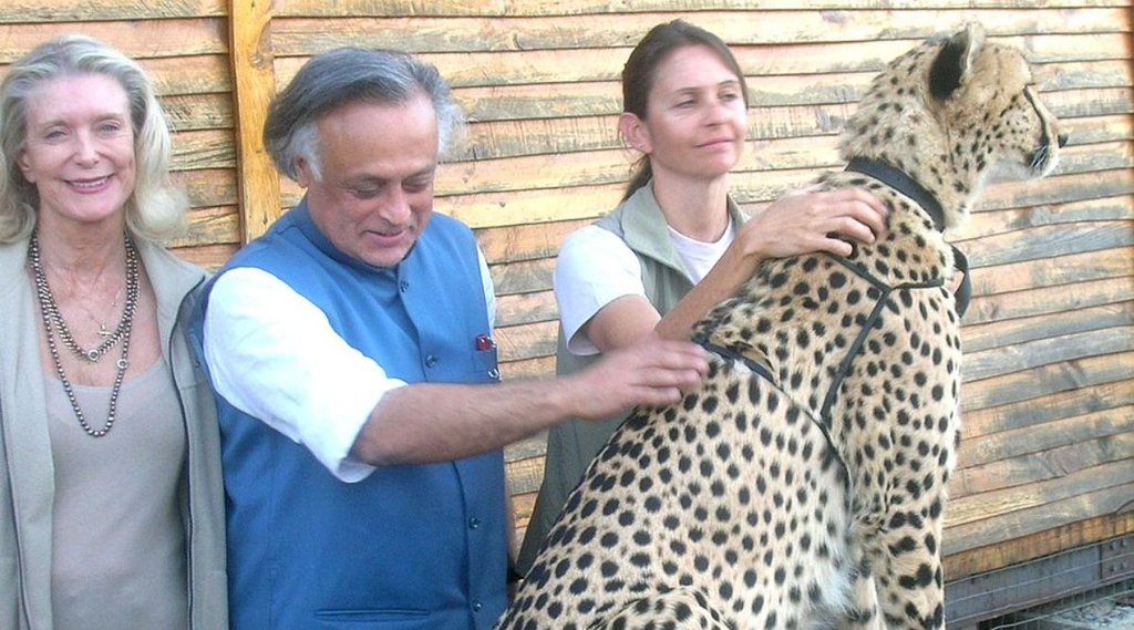 Project Cheetah, pm modi, congress Project Cheetah, pm modi, congress