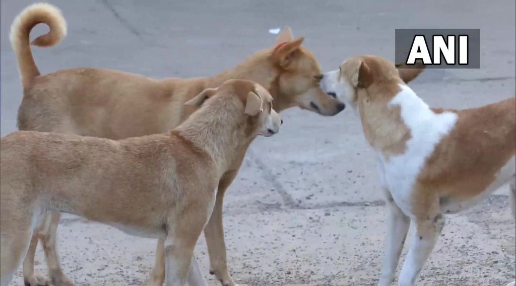 Kerala | Violent And Rabid Stray dog killing | Supreme Court | केरल सरकार