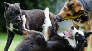 Bombay High Court | bombay| community dogs