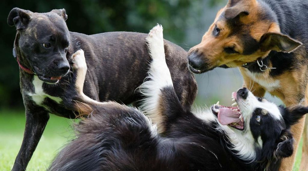Bombay High Court | bombay| community dogs