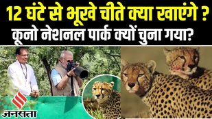 Cheetahs Return to India