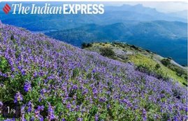 Neelakurinji flowers, photos of Neelakurinji flowers, Neelakurinji flowers blooming in Karnataka, Neelakurinji flowers blossom, tourists in Chikmagalur, indian express news