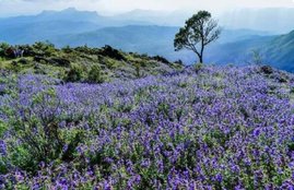Neelakurinji