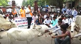 Rajasthan Lumpy, lumpy virus news
